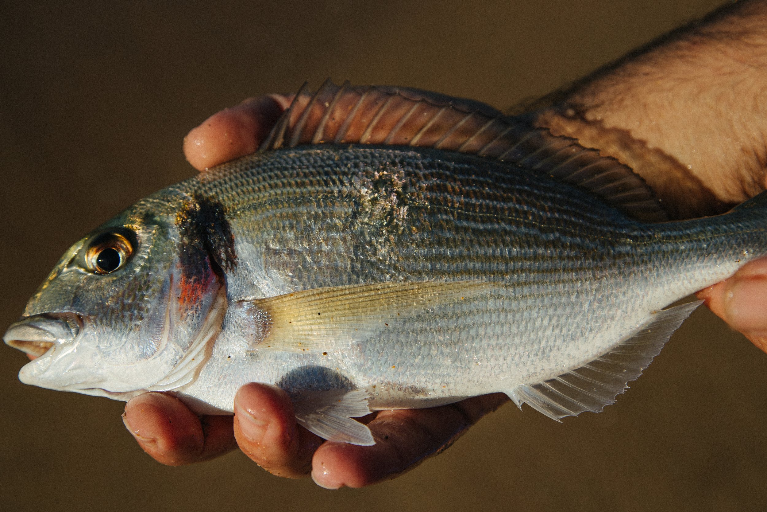 A person holding a freshly caught fish outdoors in sunlight.