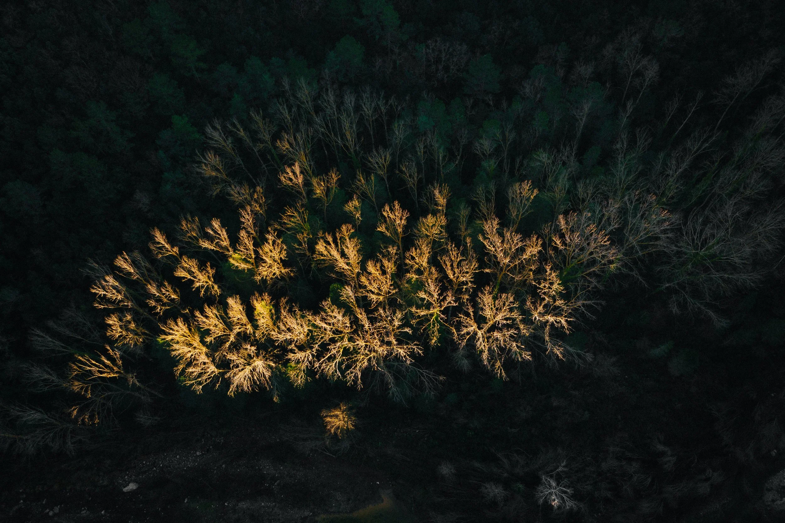 Aerial view of a forest with trees illuminated by sunlight, surrounded by darker, dense forest.
