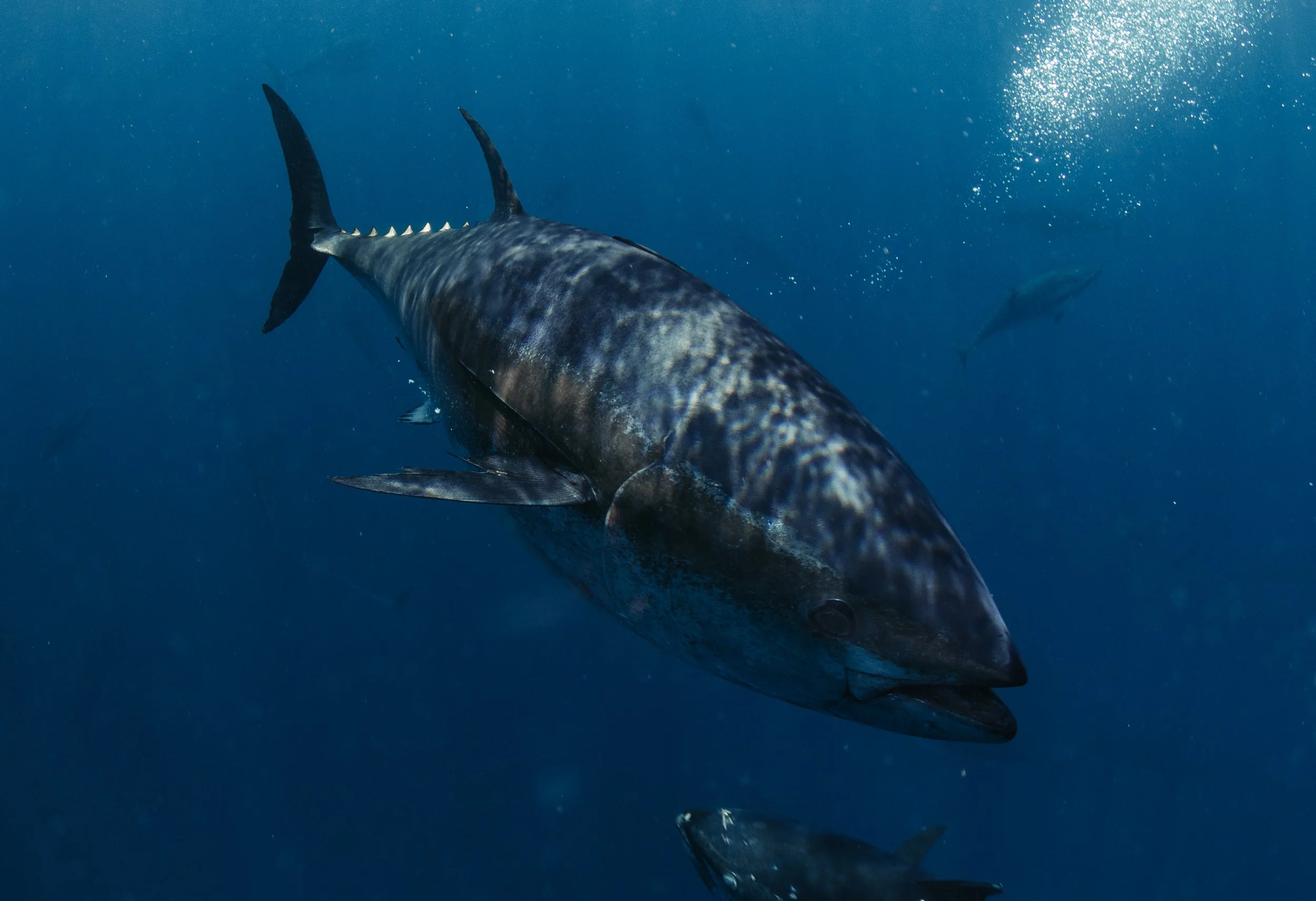 A large tuna fish swimming in the ocean with smaller fish around it.