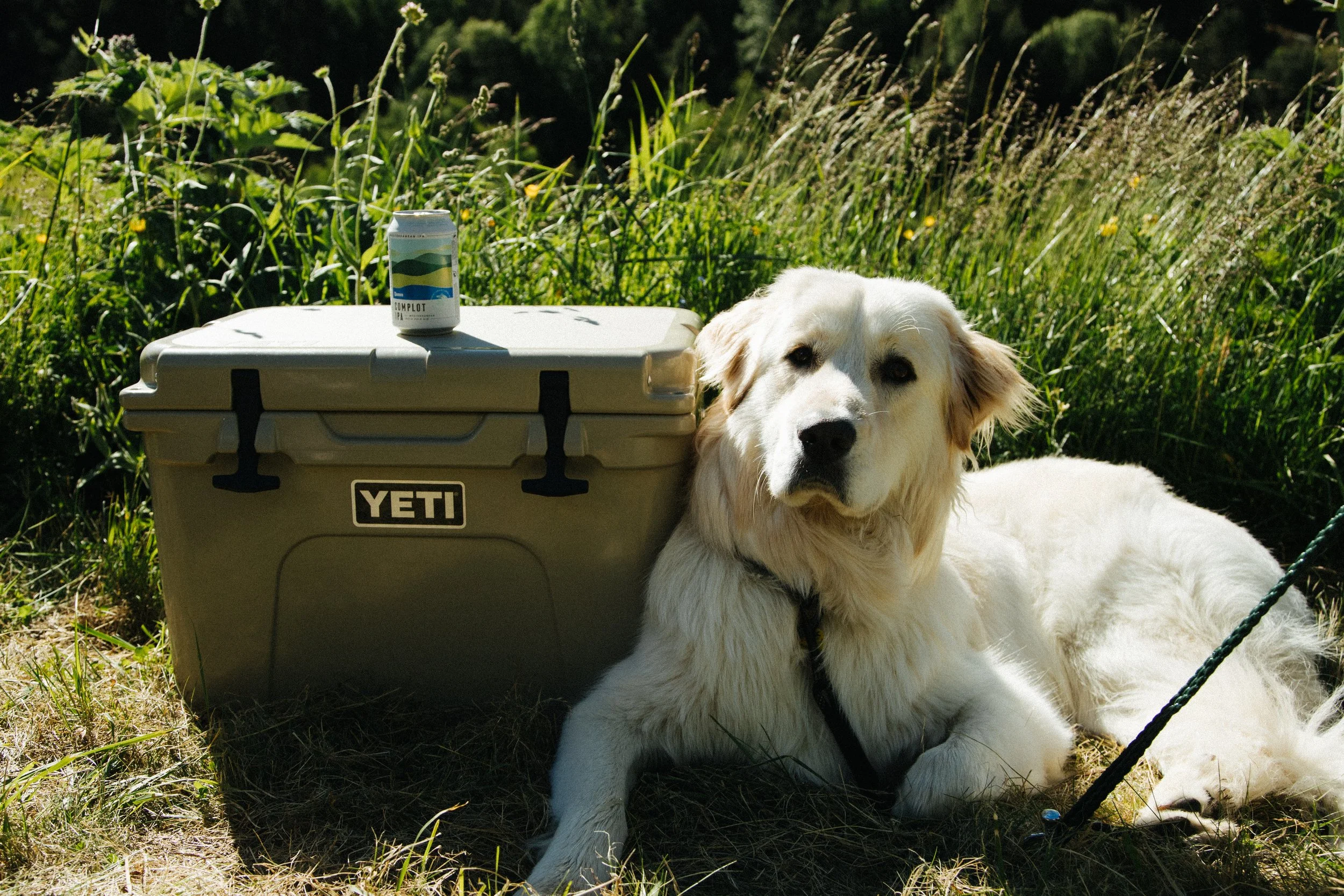 A Labrador retriever dog lying next to a YETI cooler with a canned drink on top, in a grassy outdoor setting.