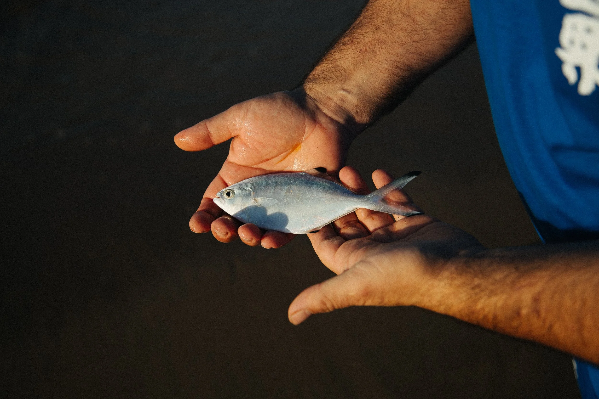 Person holding a small silver fish with both hands.