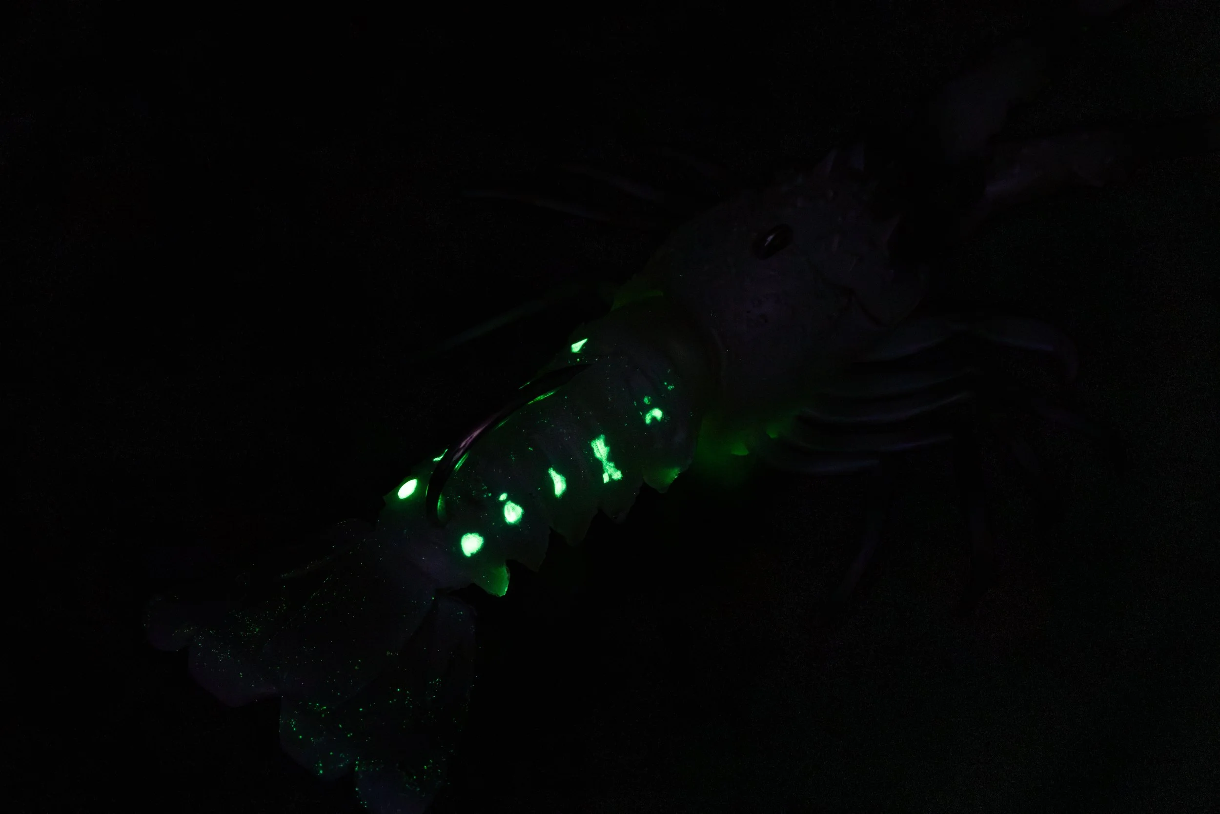 A luminous shrimp with glowing green spots in a dark setting.