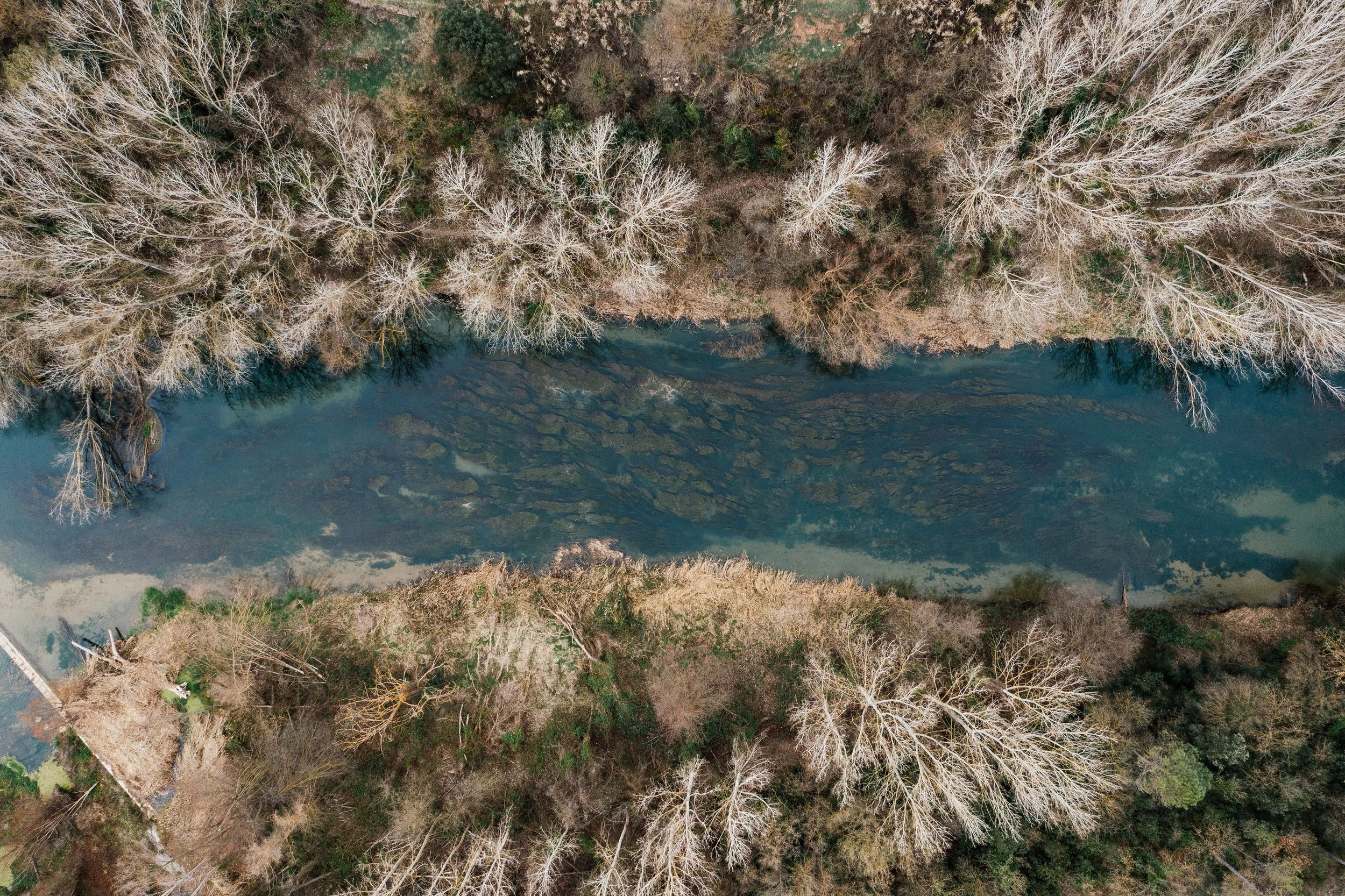 Aerial view of a river flowing through a forest with leafless trees, indicating winter or early spring.