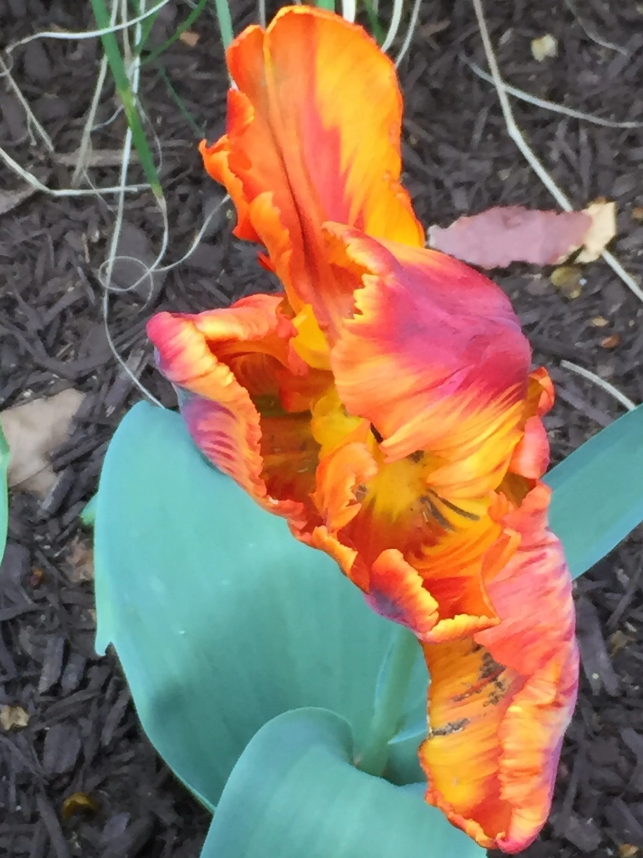 flame+tulip.jpg