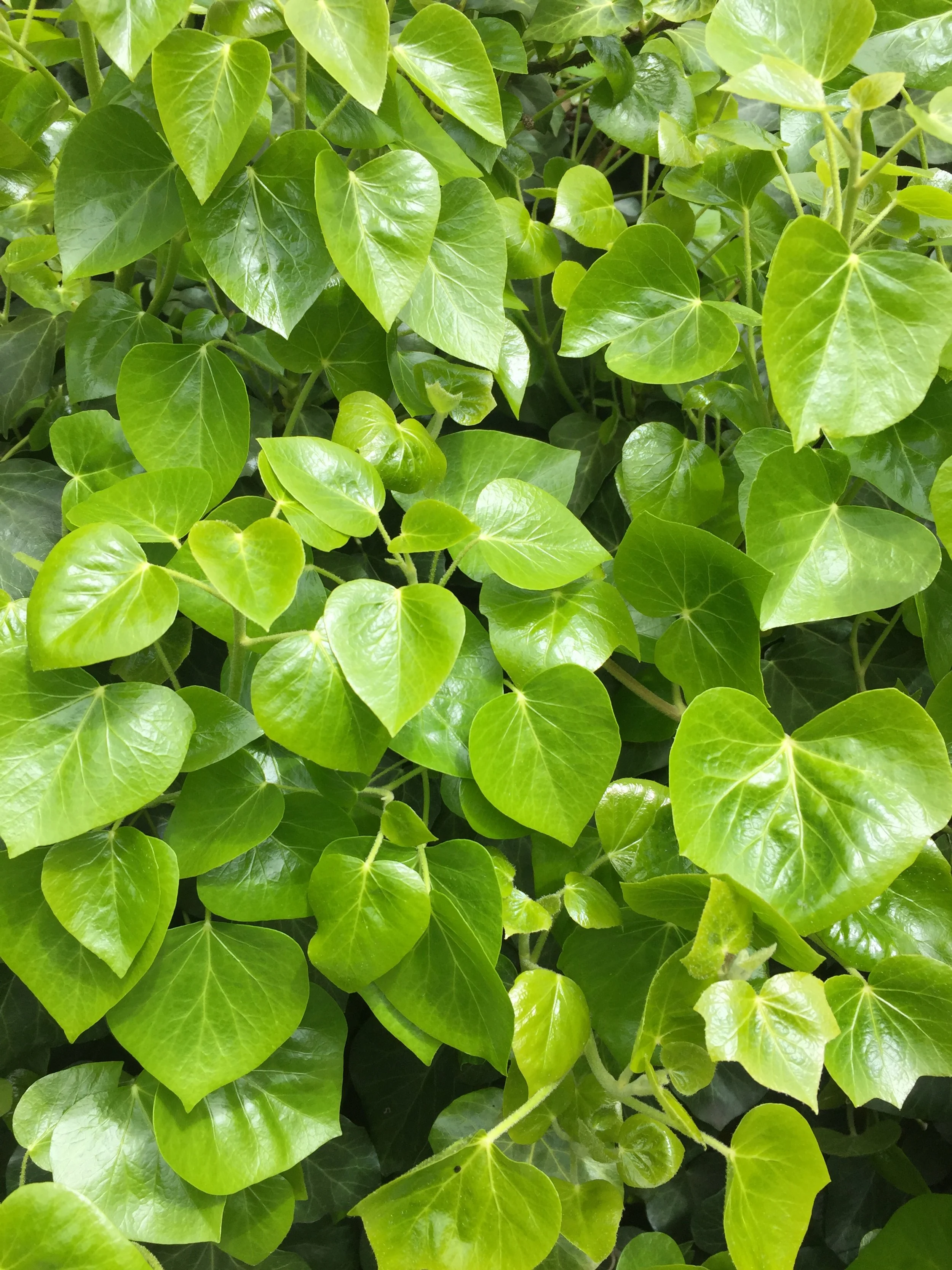 new spring leaves.JPG