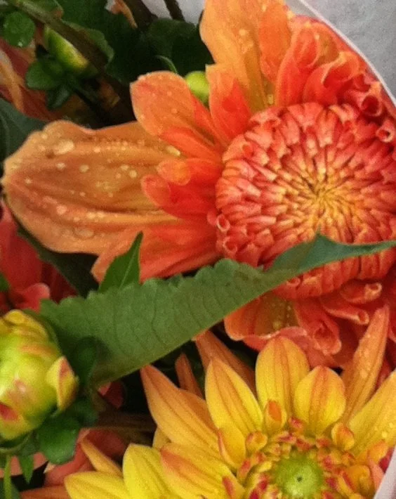 Dahlias.jpg