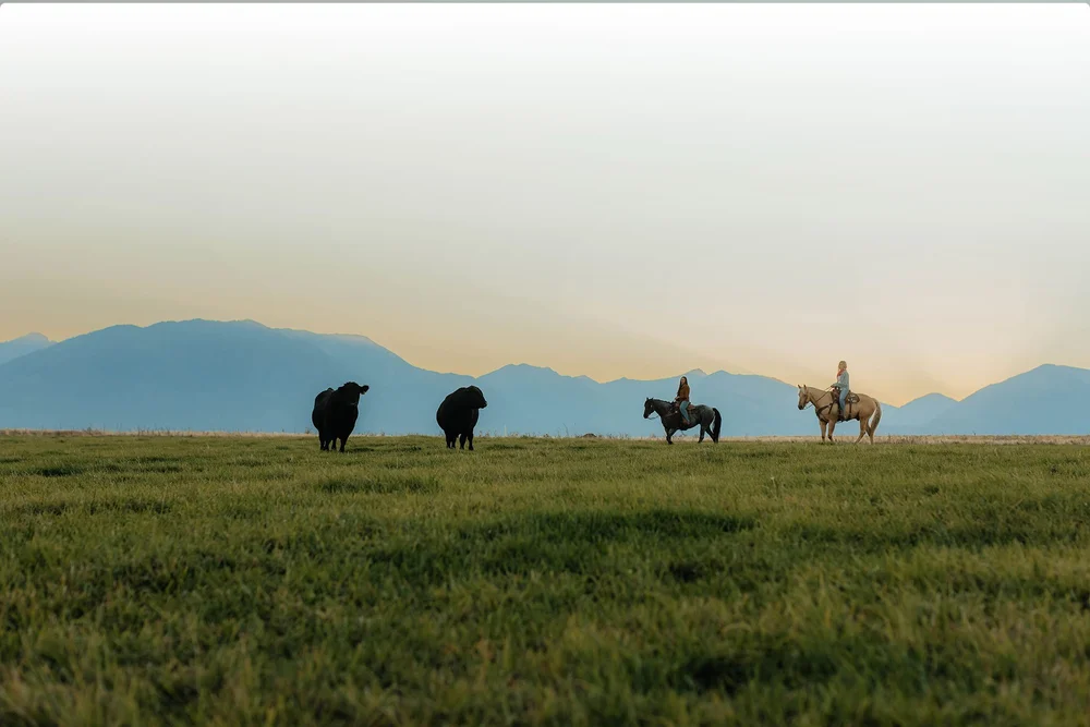 Allen Brothers Cattle