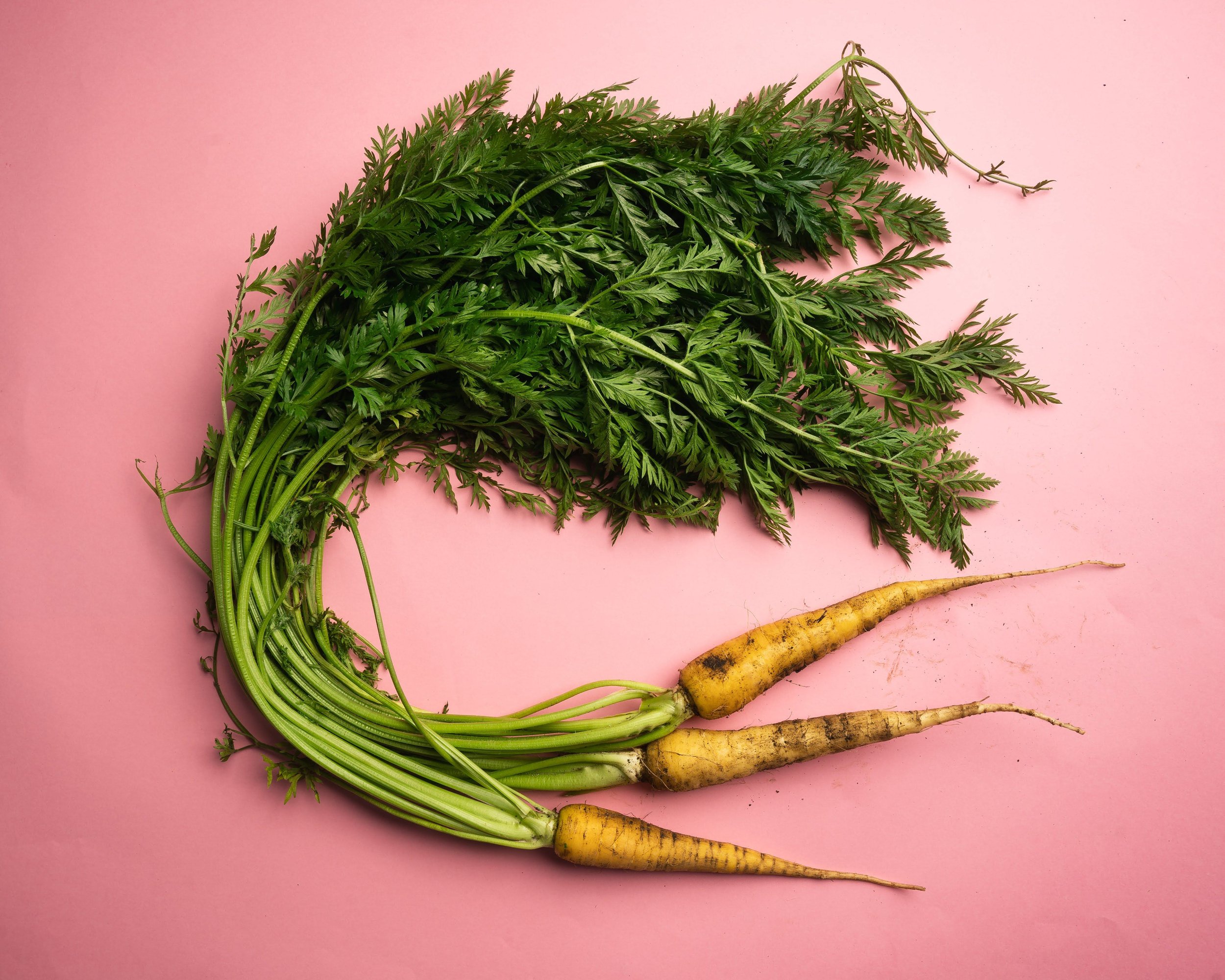 Seed Saving Network