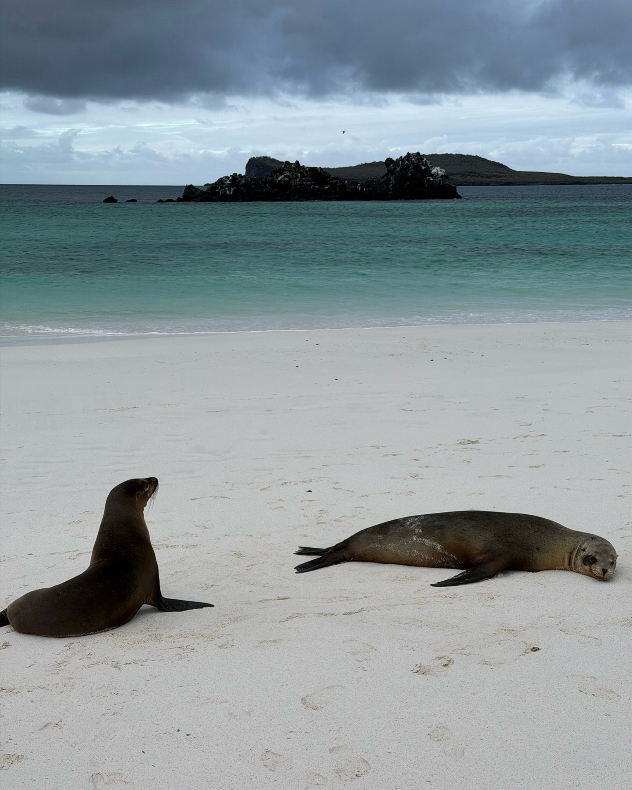 A change of scenery - here&rsquo;s what half the team was waking up to last week! 

The Galapagos delivered: sea lions on every beach, giant tortoises moving like living sculptures, iguanas everywhere and blue-footed boobies doing their thing. Even s