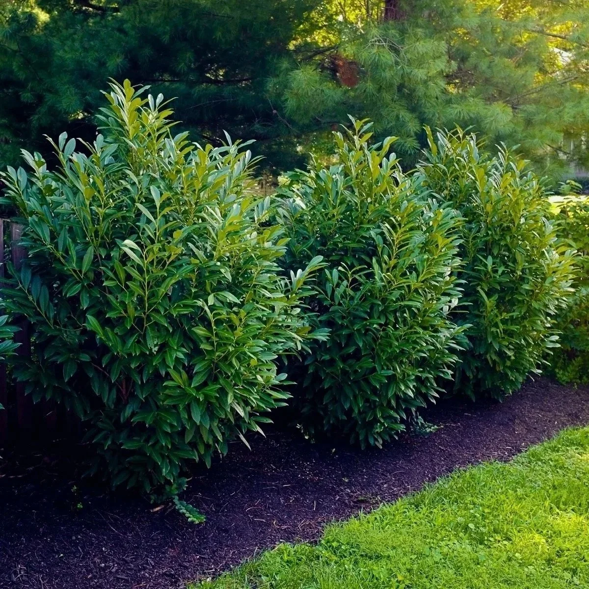 Landscaping & Fences