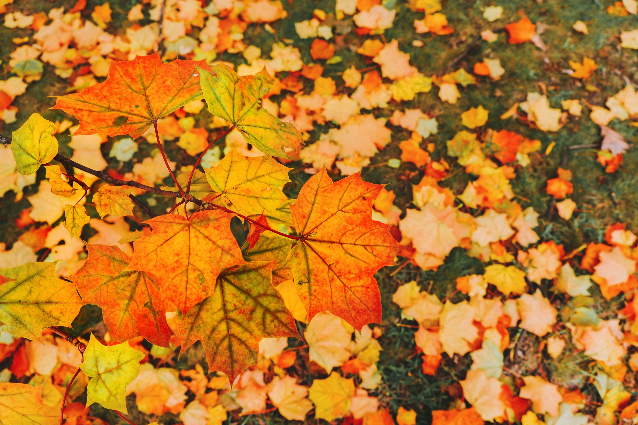Fall Home Maintenance Checklist for Wisconsin, Minnesota &amp; North Dakota Homeowners