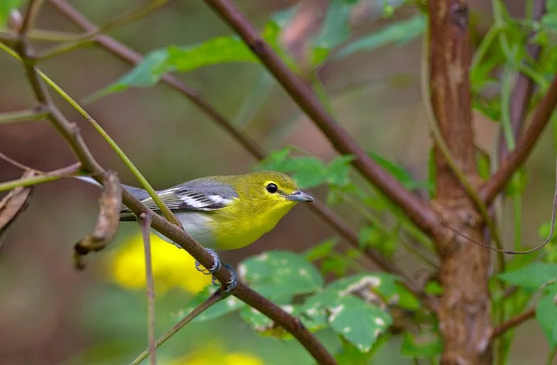 Fall Migrants at Muskegon State Park