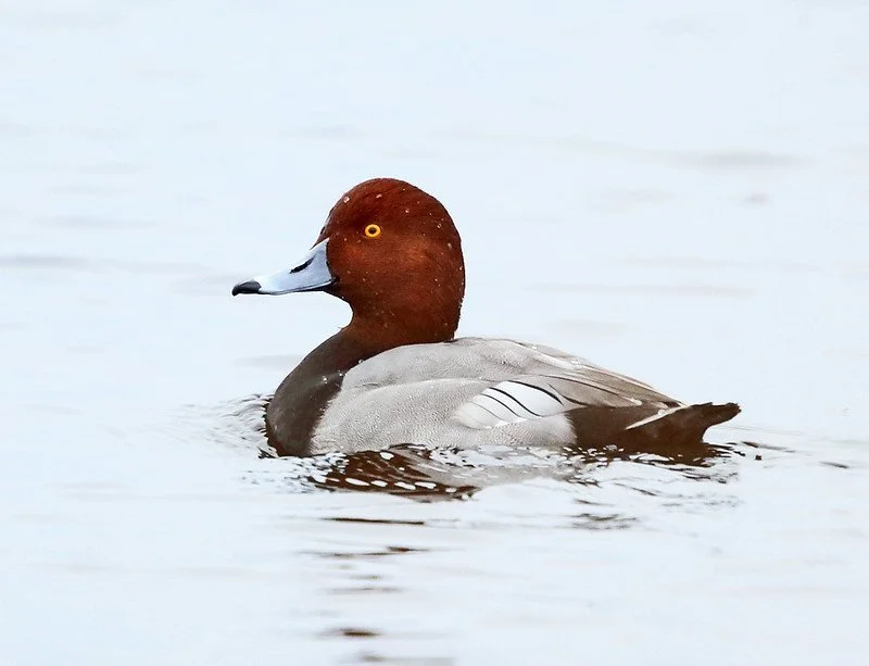 Fall Migration Birding at Dune Harbor Park Muskegon County