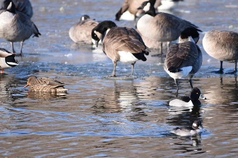 Winter Birding at Dune Harbor Park Muskegon County