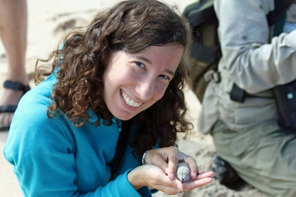 The Great Lakes Piping Plover with Sarah Saunders, National Audubon Society