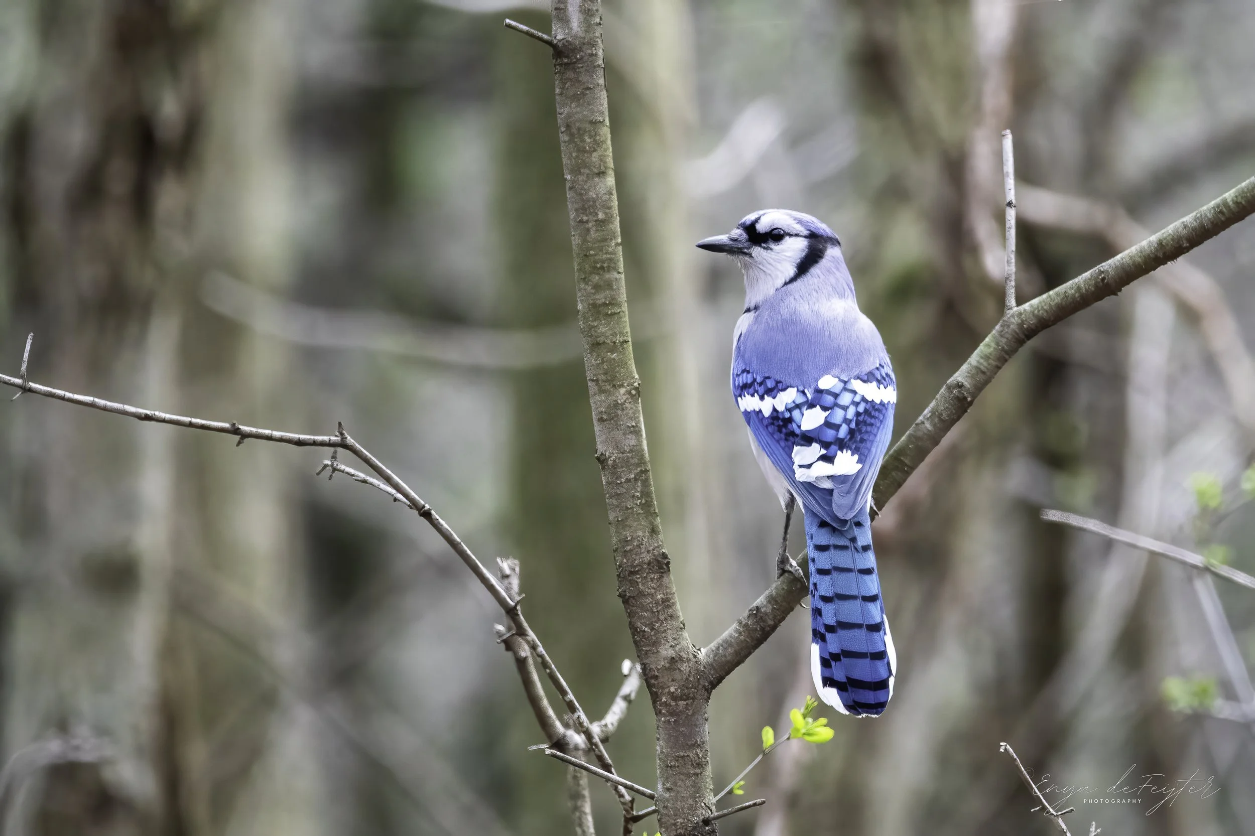 Weekly Hike at Millennium Park