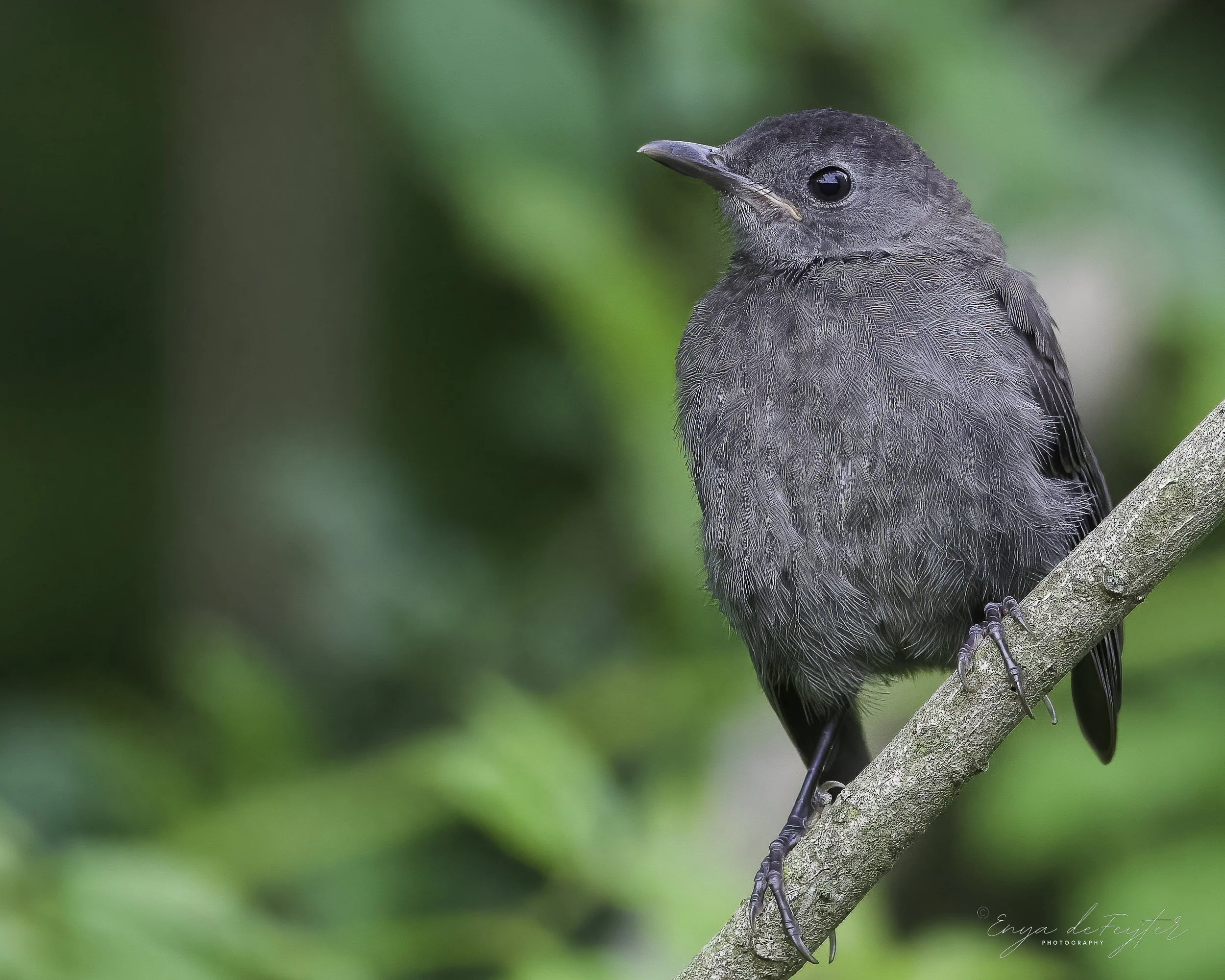 Weekly Hike at Millennium Park