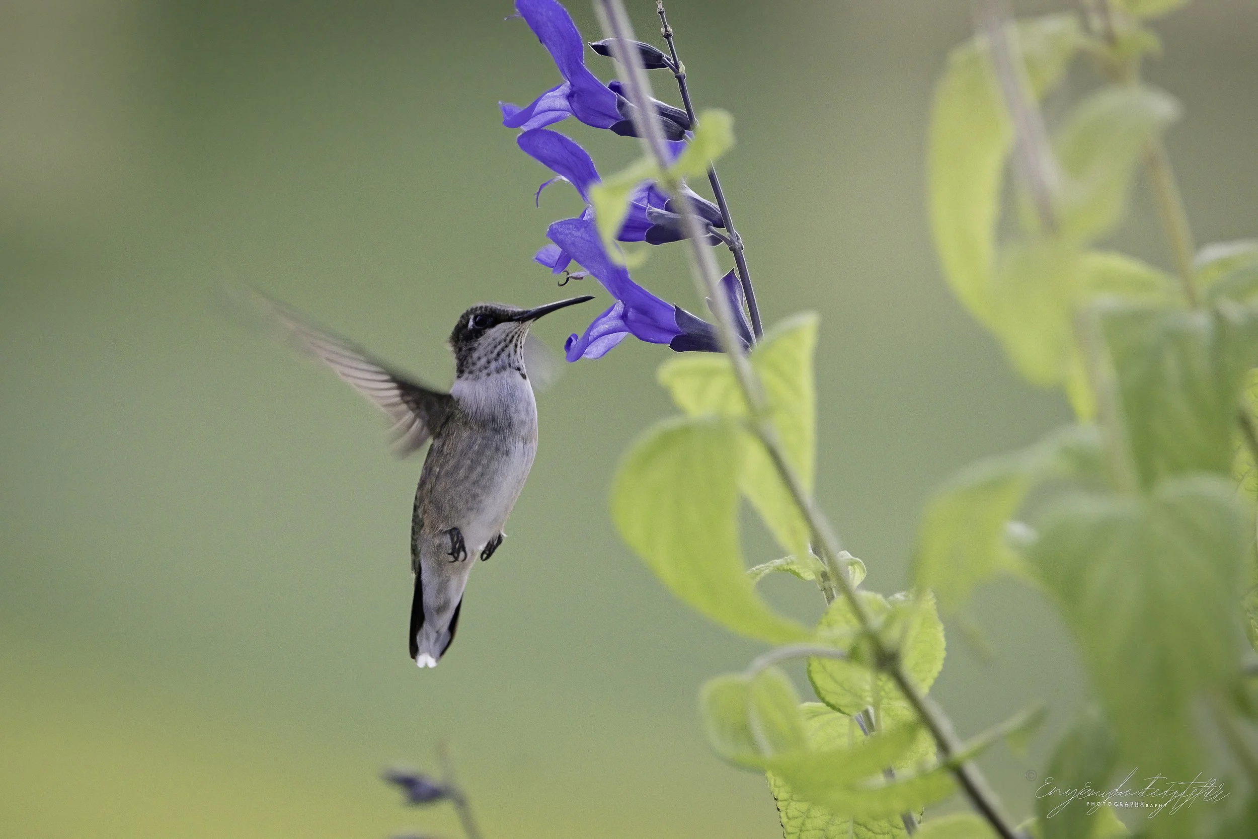 Weekly Hike at Millennium Park