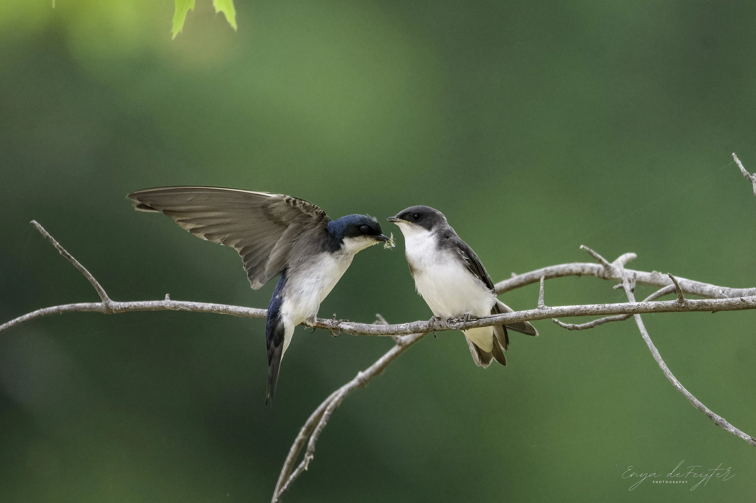 Weekly Hike at Millennium Park 