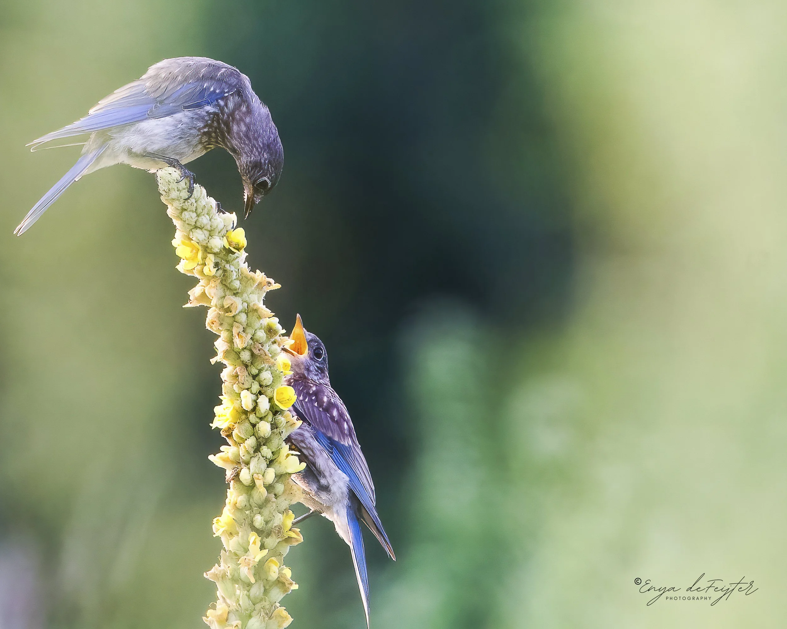 Bluebird Box Building Workshop with Dave Dennett