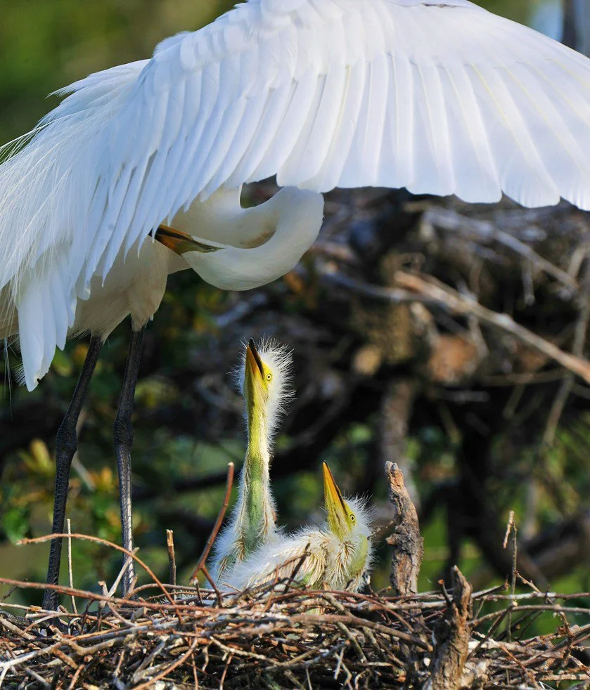 Birding Blandford with Audubon Society of Kalamazoo 