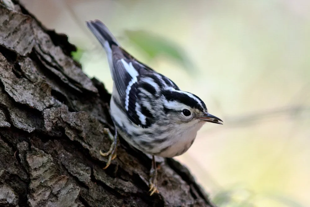 Bird Watching at Ken-0-Sha Park