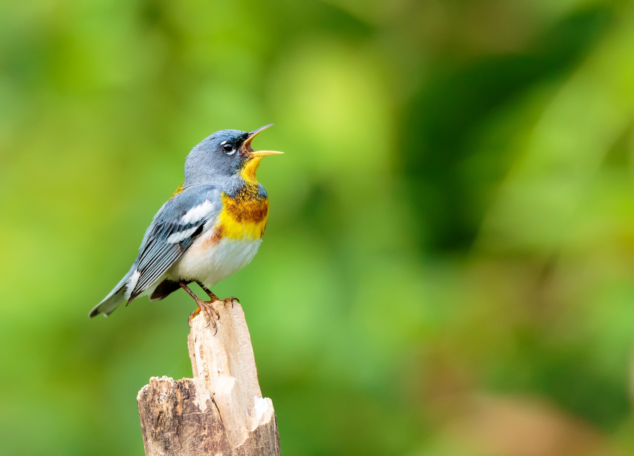 Birding Donald J. Lamoreaux Park 