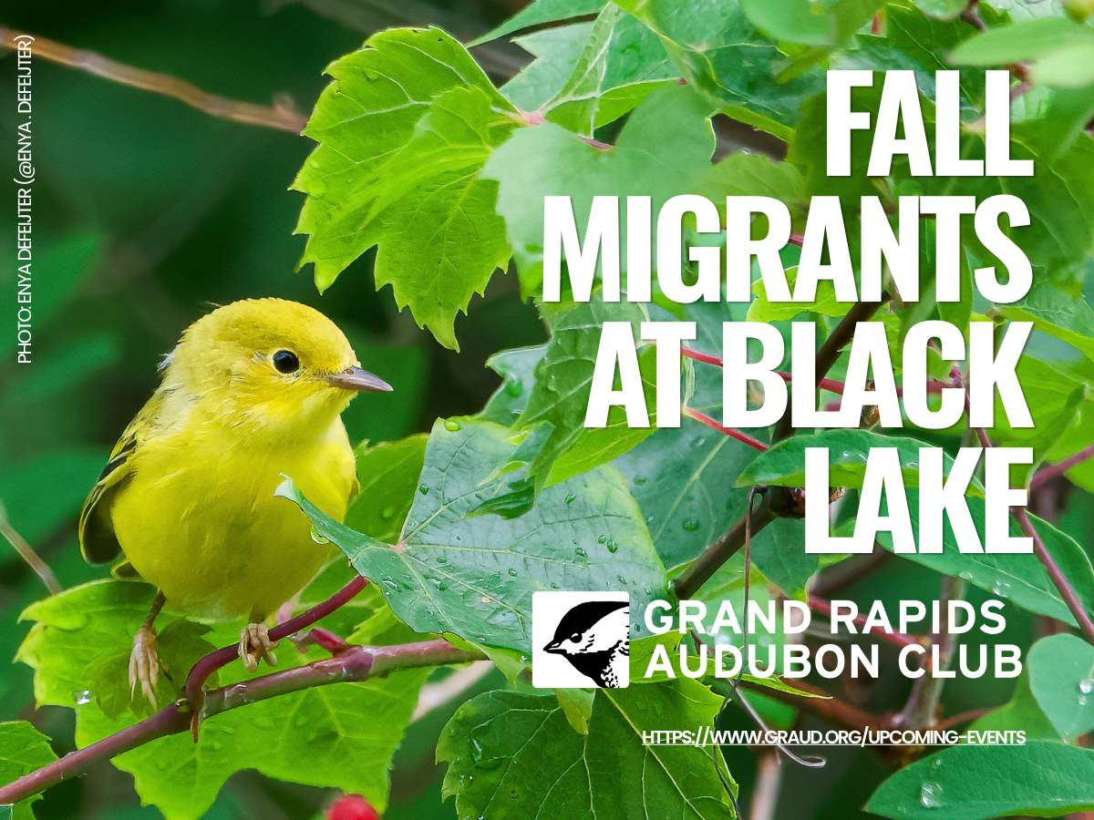 Fall Migrants at Black Lake Park
