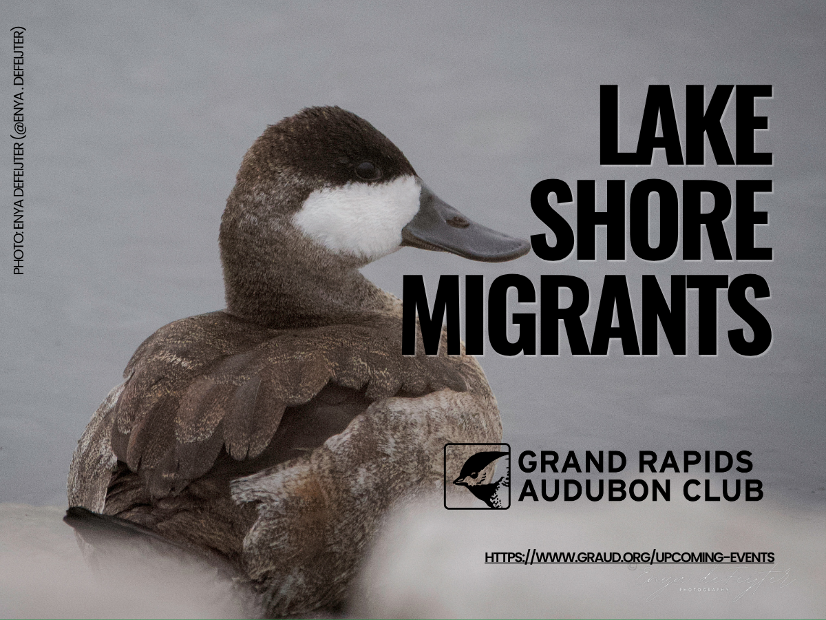 Lake Shore Migrants