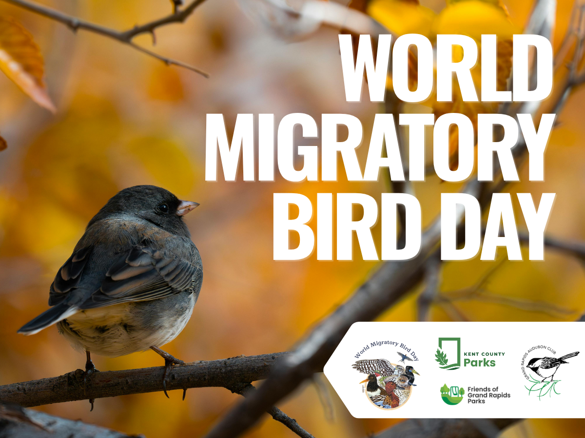World Migratory Bird Day