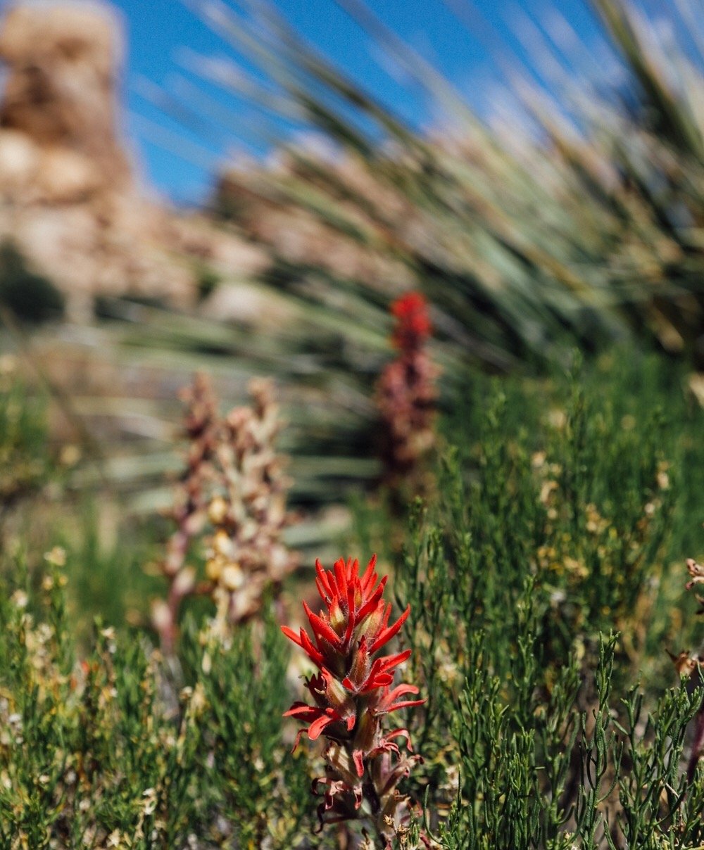 FPEscapes_PalmSprings_92.jpeg