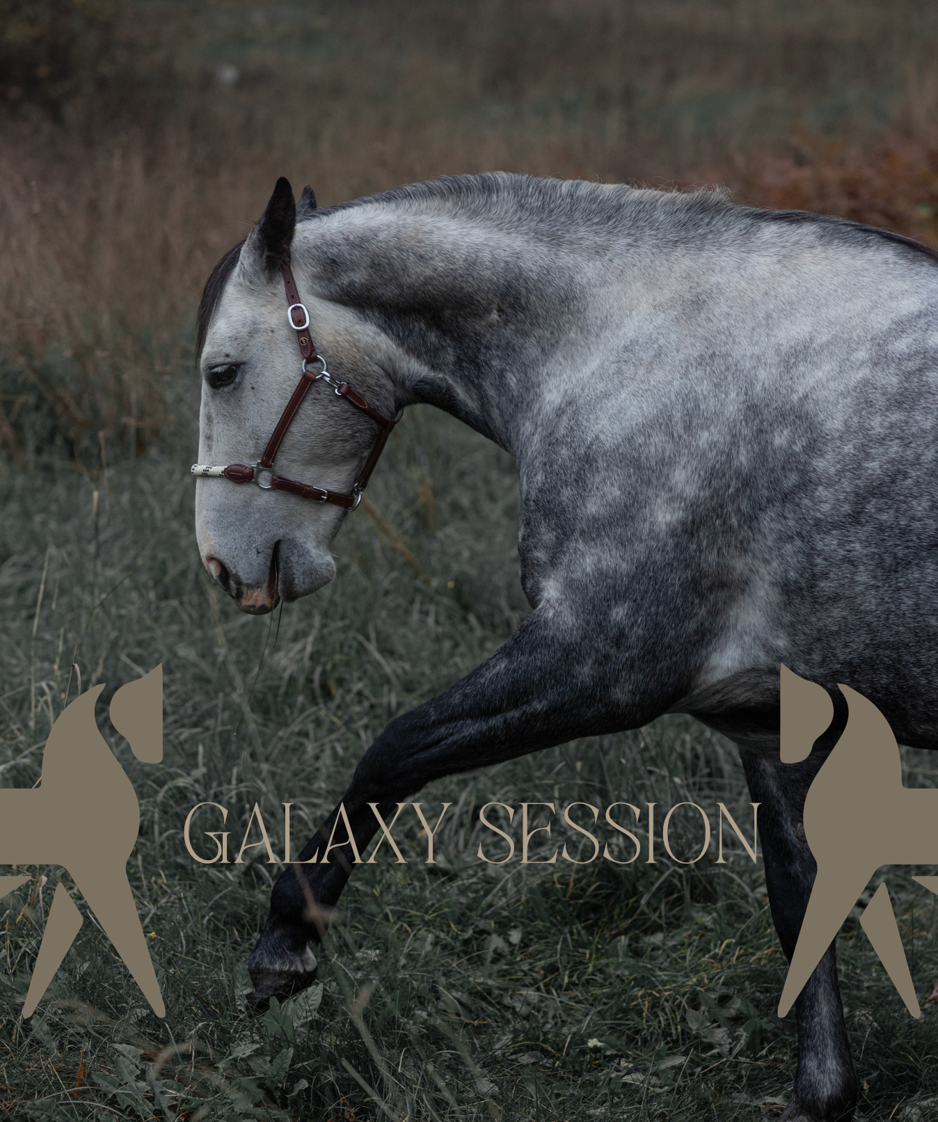 Galaxy Session