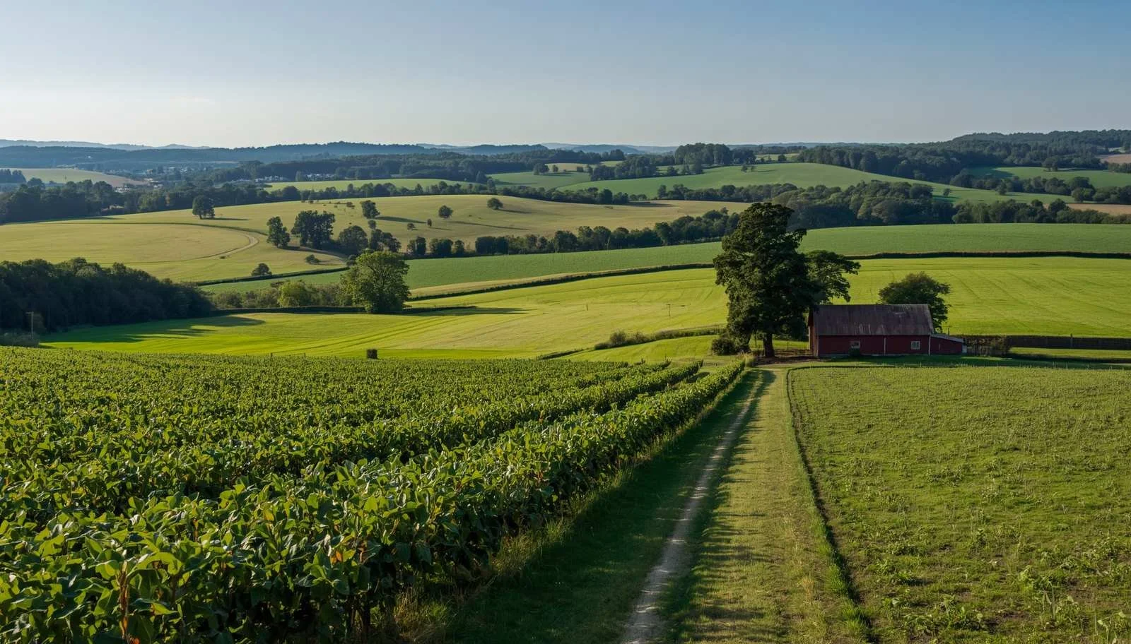 Rolling green farmland with a red barn and tree alongside a dirt path through soybean fields, hills in the distance under a clear blue sky