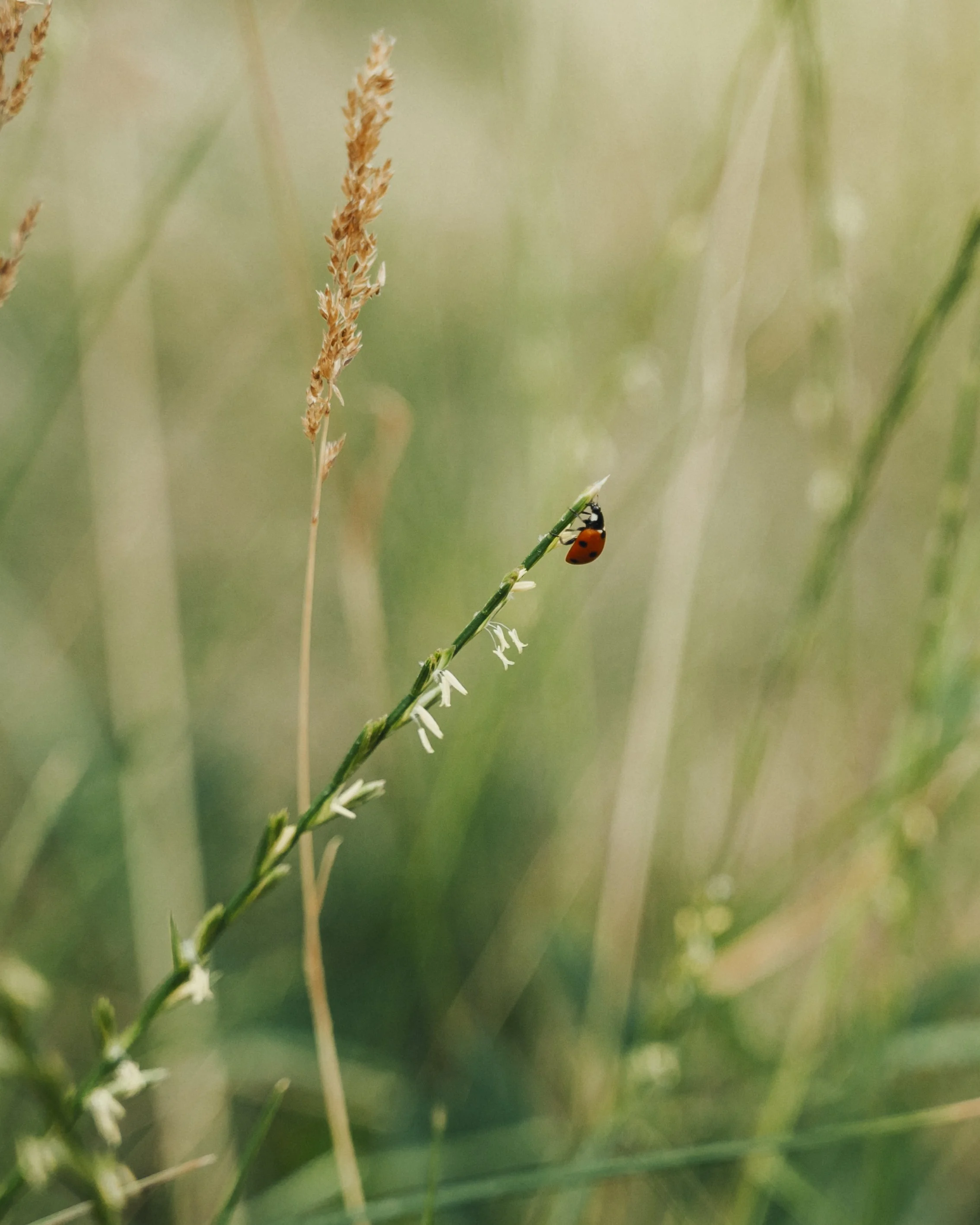 Een lieveheersbeestje dat zich op een grasspriet bevindt, in een groene boscampagne.