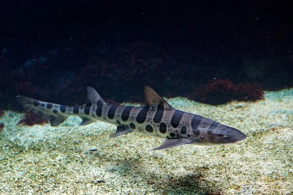 A leopard shark swimming gracefully over kelp and sand, its spotted pattern blending with California’s coastal landscape.