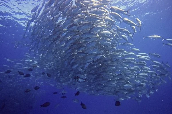 Schooling Jacks – Cabo Pulmo (Oct 2022)