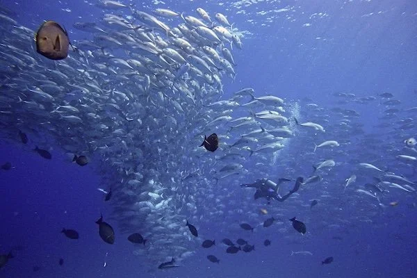 Diver and Schooling Jacks – Cabo Pulmo (Oct 2022)