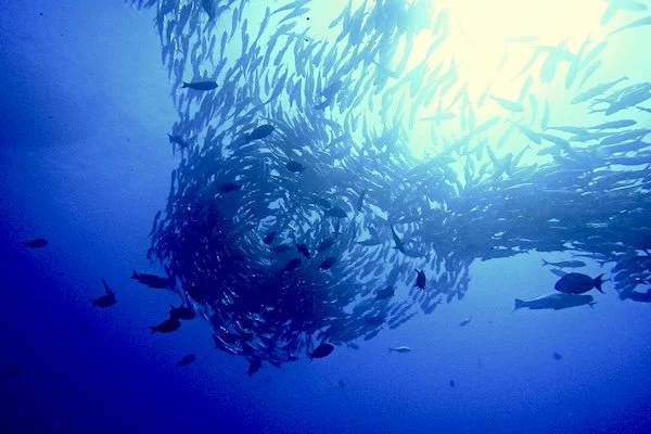 ack Tornado – Cabo Pulmo (Oct 2022)