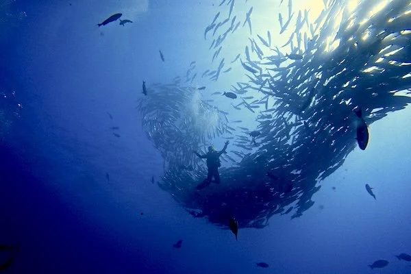 Diver Within the Jack Tornado – Cabo Pulmo (Oct 2022)