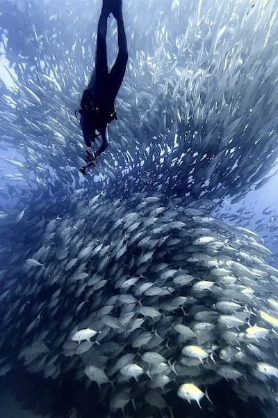 Diver Above a School of Jacks – Cabo Pulmo (Oct 2022)