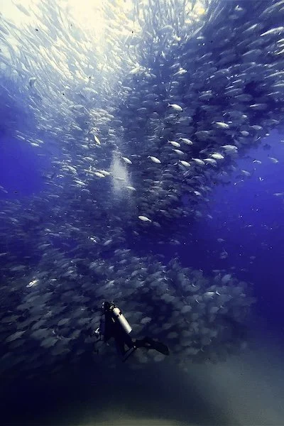 Beneath the Swarm of Jacks – Cabo Pulmo (Oct 2022)