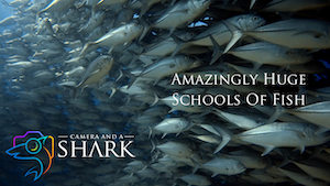 Amazingly Huge Schools of Fish
