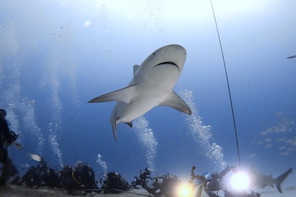 Bull Shark Over the Line – Playa del Carmen (Nov 2022)