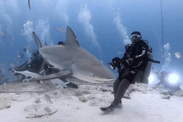 Close Pass at Shark Point – Playa del Carmen (Nov 2022)