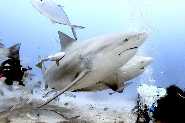 Circling the Line – Playa del Carmen (Nov 2022)