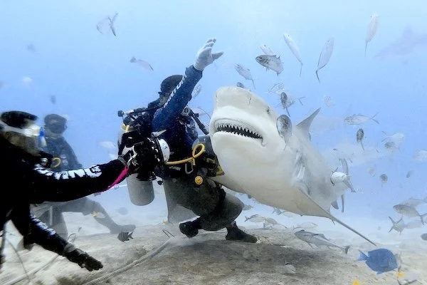 Bull Shark Near the Feeder – Playa del Carmen (Nov 2022)