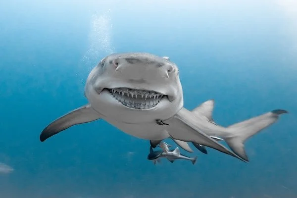 Snooty the Lemon Shark – Jupiter (Jan 2023)