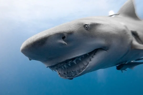 Snooty the Lemon Shark (Profile) – Jupiter (Jan 2023)