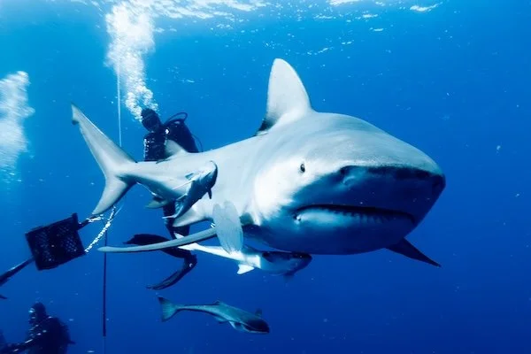 Bull Shark Close Pass – Jupiter (Jan 2023)