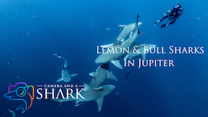 Lemon &amp; Bull Sharks in Jupiter